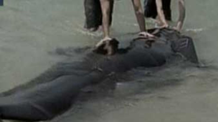 В Кейп-Код удалось спасти жизнь 55 дельфинам