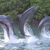 В Массачусетсе в третий раз на берег выбросились дельфины