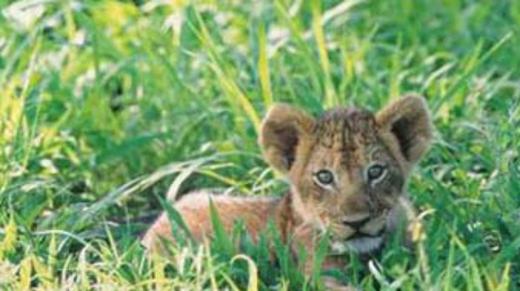 Харьковскому зоопарку вернули похищенную львицу