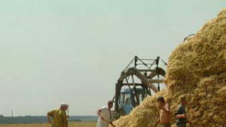 Прогноз: урожай зерна будет собран к 5 августа