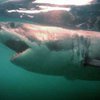 Еврокомиссия собирается запретить хищнический промысел акул