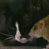 Странная дружба кота и... крысы