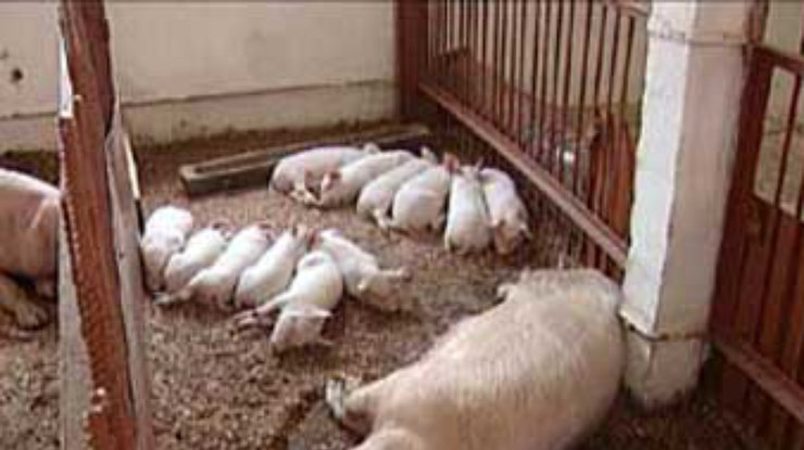 Госветслужба запретила ввоз в Украину свинины из ряда районов Италии