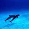 Дельфины - одни из самых загадочных обитателей моря