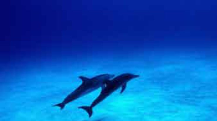 Дельфины - одни из самых загадочных обитателей моря