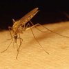 За наводнением следует нашествие комаров