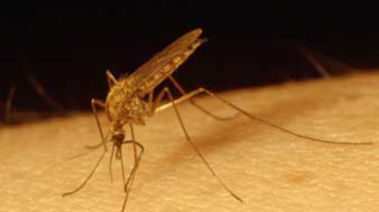За наводнением следует нашествие комаров