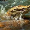 Самому старому в Украине крокодилу более 50 лет