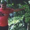 Бананы - дешевое сырье для производства бумаги