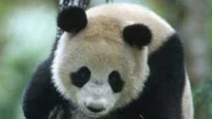 В Китайском Центре по изучению панд - праздник
