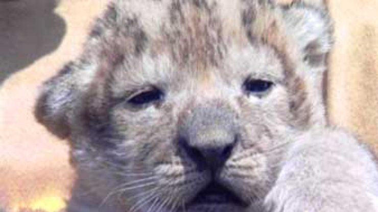 В Ялтинском зоопарке празднуют рождение львят