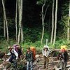 Лесные насаждения в Житомирской области планируют увеличить