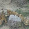 В Николаевском зоопарке родилась тройня
