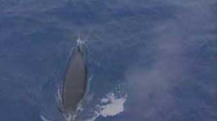 Во время проведения маневров НАТО на берег выбросились 15 китов