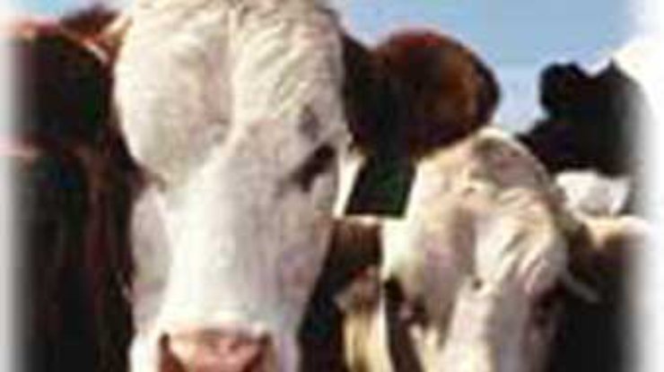 В Италии зарегистирирован 74-й случай коровьего бешенства