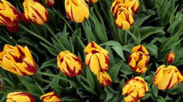 Голландия - страна цветочных аукционов