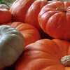 В Севастополе провели конкурс тыкв