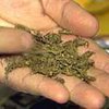 Дискуссия о легализации марихуаны закрыта