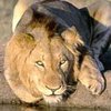 Кенийская львица усыновила очередную антилопу