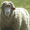 Природу гомосексуальности помогут постичь овцы