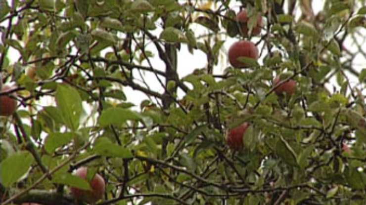 Подвода спелых яблок