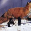 В Житомирской области разрешен отстрел лис в неограниченном количестве