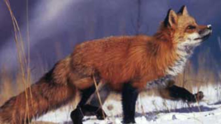 В Житомирской области разрешен отстрел лис в неограниченном количестве