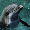 ООН запретила торговлю черноморскими дельфинами