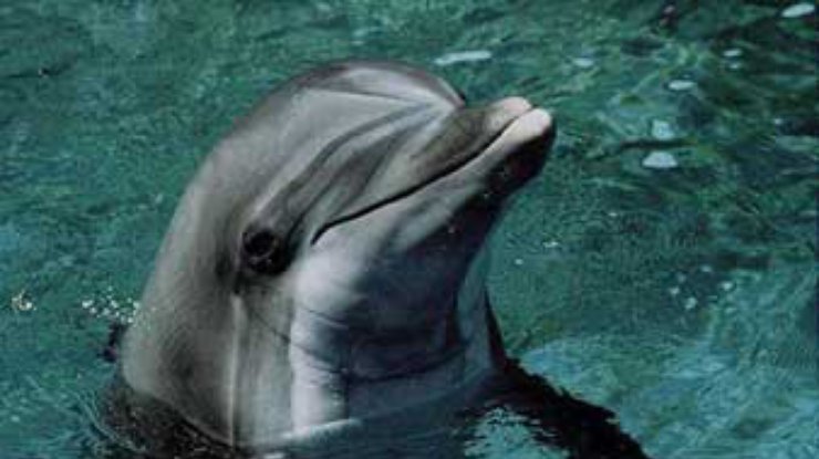 ООН запретила торговлю черноморскими дельфинами
