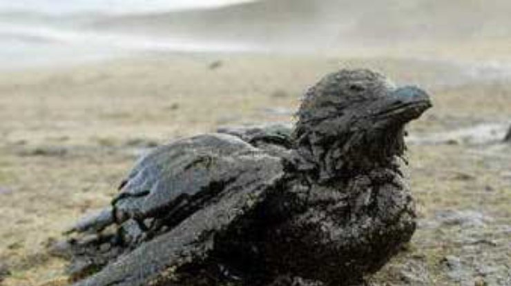 Испания: нефть покрыла богатое рыбой и моллюсками побережье Галисии