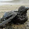 Сборщики моллюсков требуют ликвидировать последствия экологической катастрофы