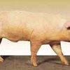 МЭБ разрешило Украине экспорт свинины