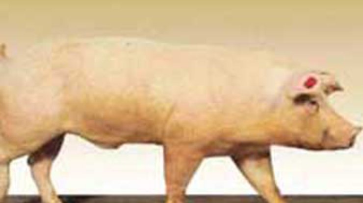 МЭБ разрешило Украине экспорт свинины