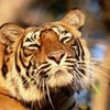 В Канаде из зверинца похищен бенгальский тигр