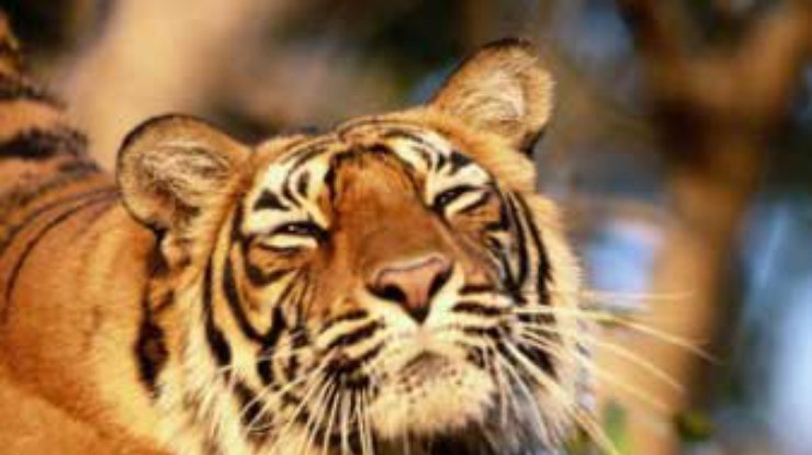 В Канаде из зверинца похищен бенгальский тигр