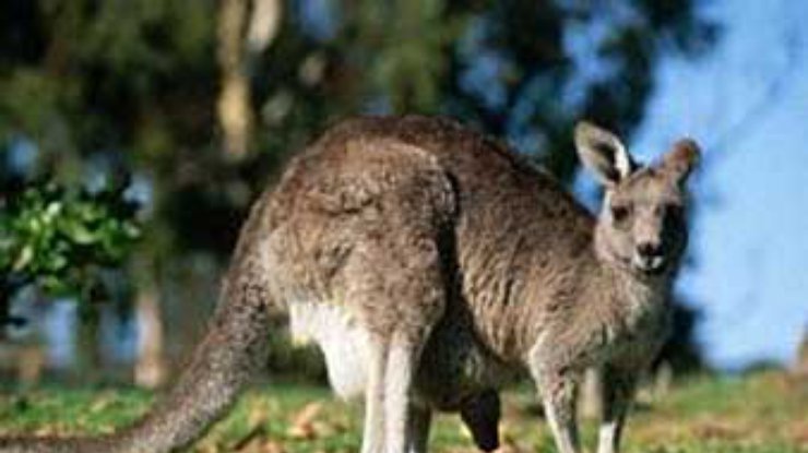 Спасаясь от пожаров в Сиднее, кенгуру залез в бассейн