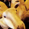 Ветслужба запретила импорт баранины из Финляндии