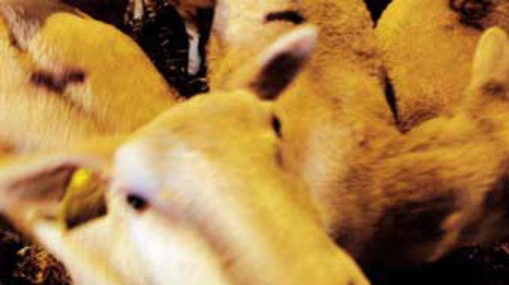 Ветслужба запретила импорт баранины из Финляндии