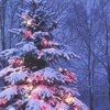 27 декабря зажгут новогодние огни на главной елке Киева