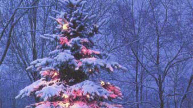 27 декабря зажгут новогодние огни на главной елке Киева