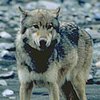 В Николаевской области волк напал на людей