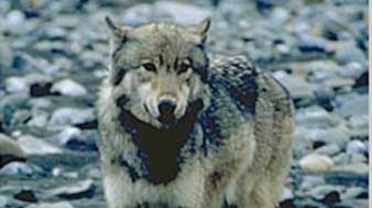 В Николаевской области волк напал на людей