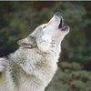Еще одного жителя Николаевской области покусал волк