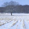 Морозы уничтожили 2 миллиона гектаров озимых