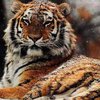 Ученые надели радиоошейники на семью амурских тигров
