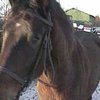 Литва: в Сочельник животные начинают разговаривать