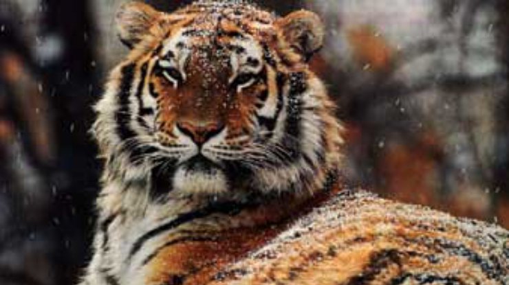 Ученые надели радиоошейники на семью амурских тигров