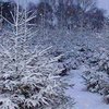 Внимание: радиоактивные новогодние елки!