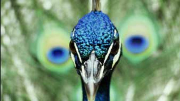 Вместе с Александром Сединым живет более тысячи тропических птиц