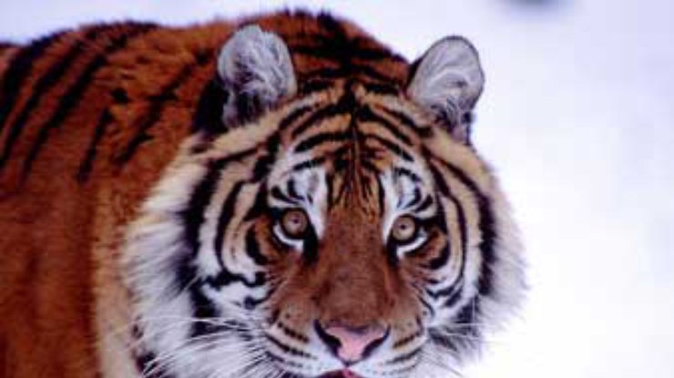 Китайская медицина - смерть для амурского тигра